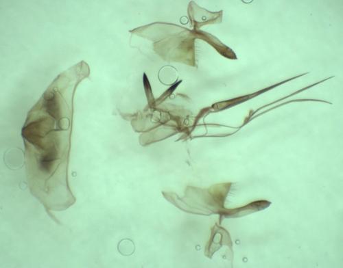 Réf. 245 107 : Epeolus sp.